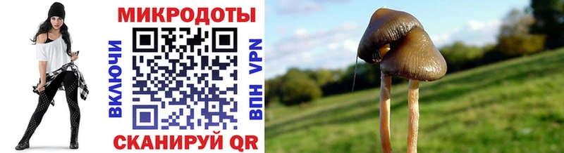 Галлюциногенные грибы Psilocybine cubensis  Елизово 